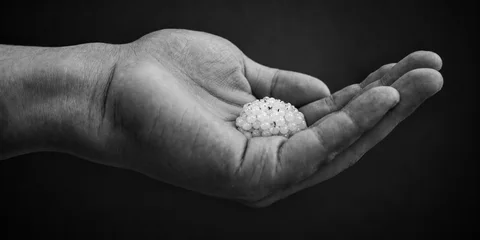 Les premières perles blanches et nacrées au creux de la main