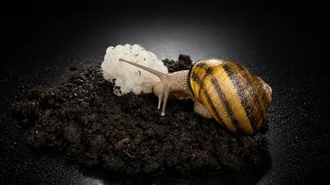 Récolte manuelle des œufs d'escargot, l'escargot dans la terre